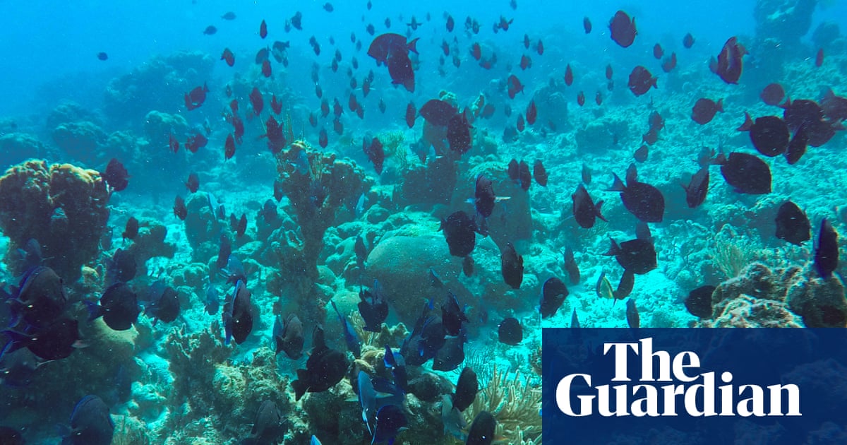 Freedivers, leftover cables and bits of clay: Cuba gets inventive to save its pristine reefs amid US blockade | Marine life