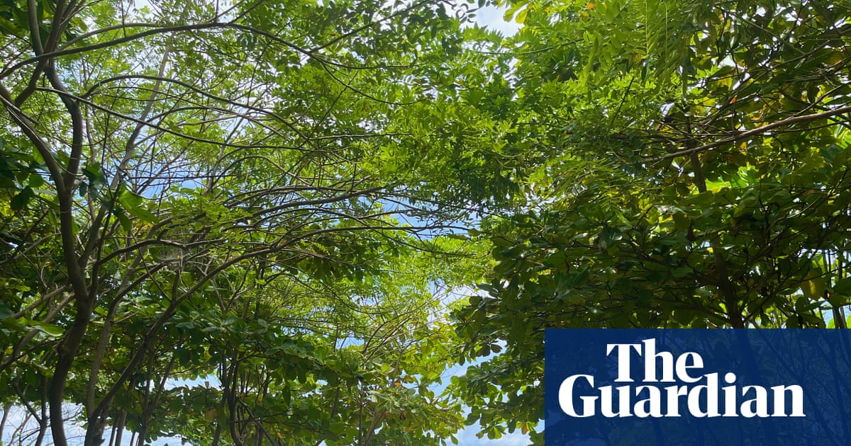 From barren shores to green oases: how a surfer looking for shade ended up transforming Costa Rica’s coastline | Costa Rica