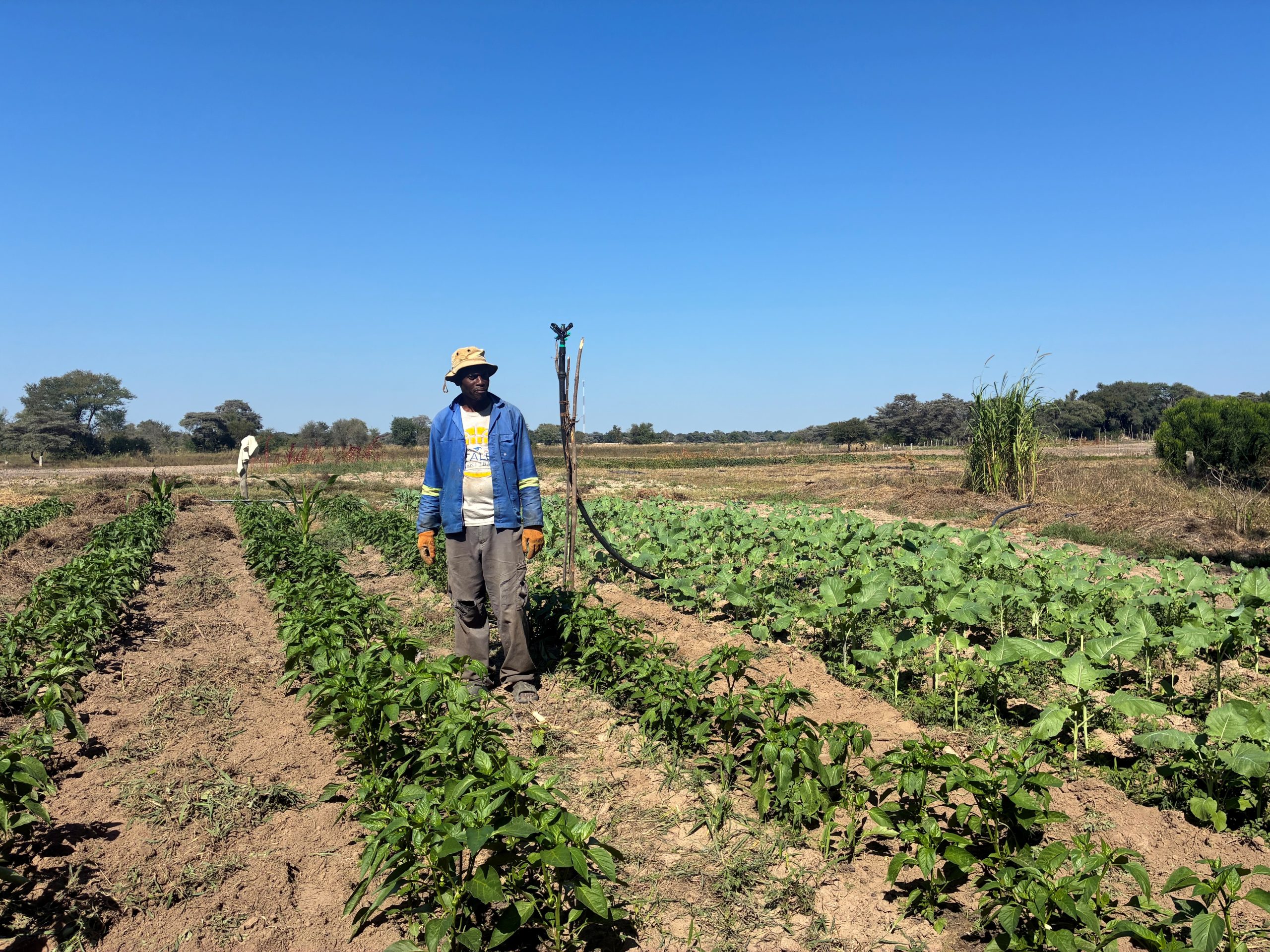 From graduate to farmer: Siyamana seeks help to expand