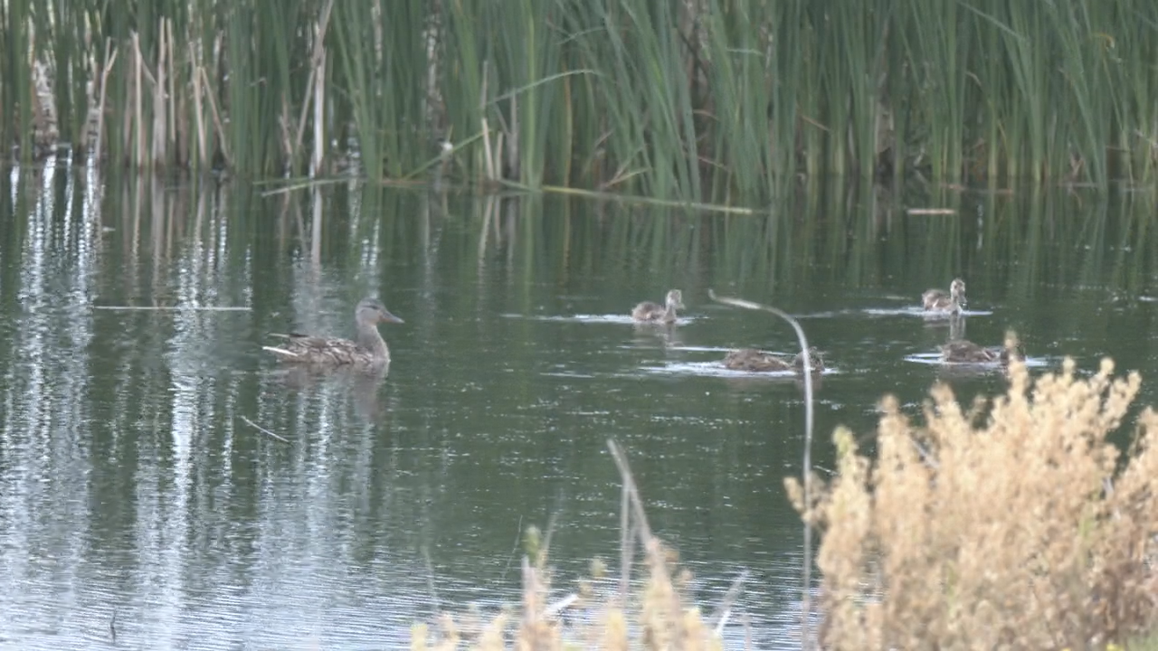 Game and Fish survey shows fewer breeding ducks in North Dakota