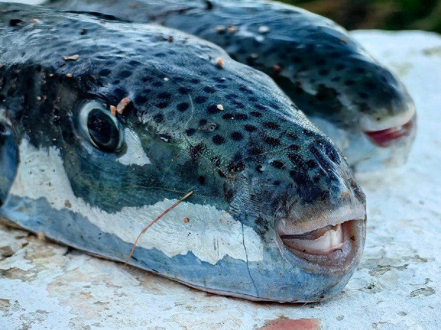 Greece allows fishing of toxic pufferfish, subsidies via EU funds