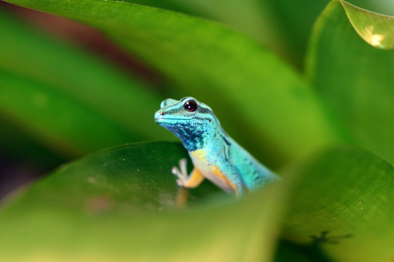 How a tiny blue gecko became a conservation comeback story