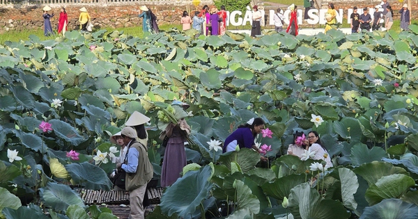 In Vietnam, do not miss Hue’s spectacular lotus season in full bloom