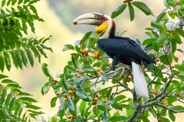 Indonesia’s native hornbills are being hammered by online and offline trade