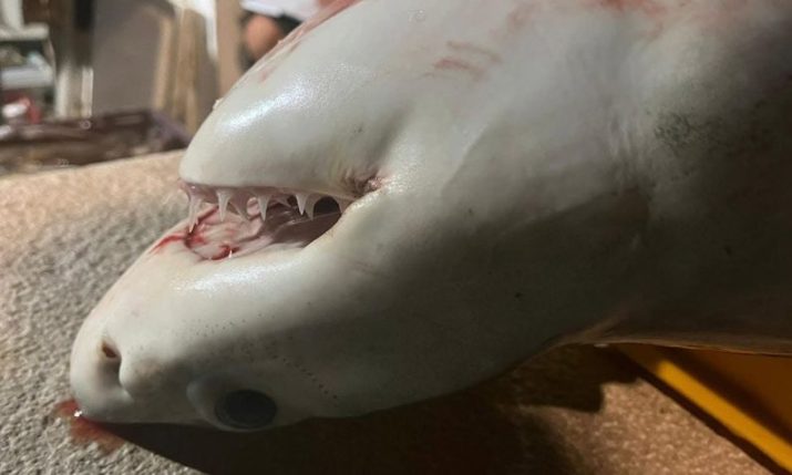 International experts confirm Great White Shark identification in Croatian Adriatic