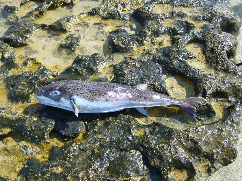 cover Invasive pufferfish pose ‘no threat to swimmers unless disturbed’