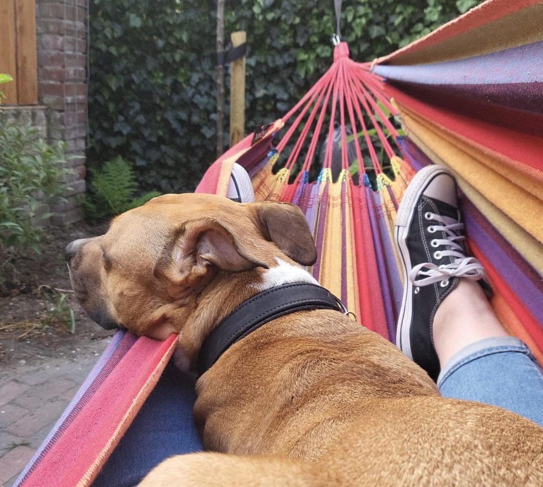 Is having a dog a way of building local communities?