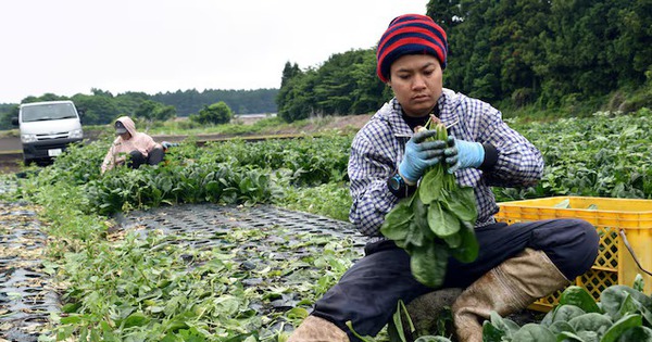 Japan, Thailand ink memorandum on new foreign worker program
