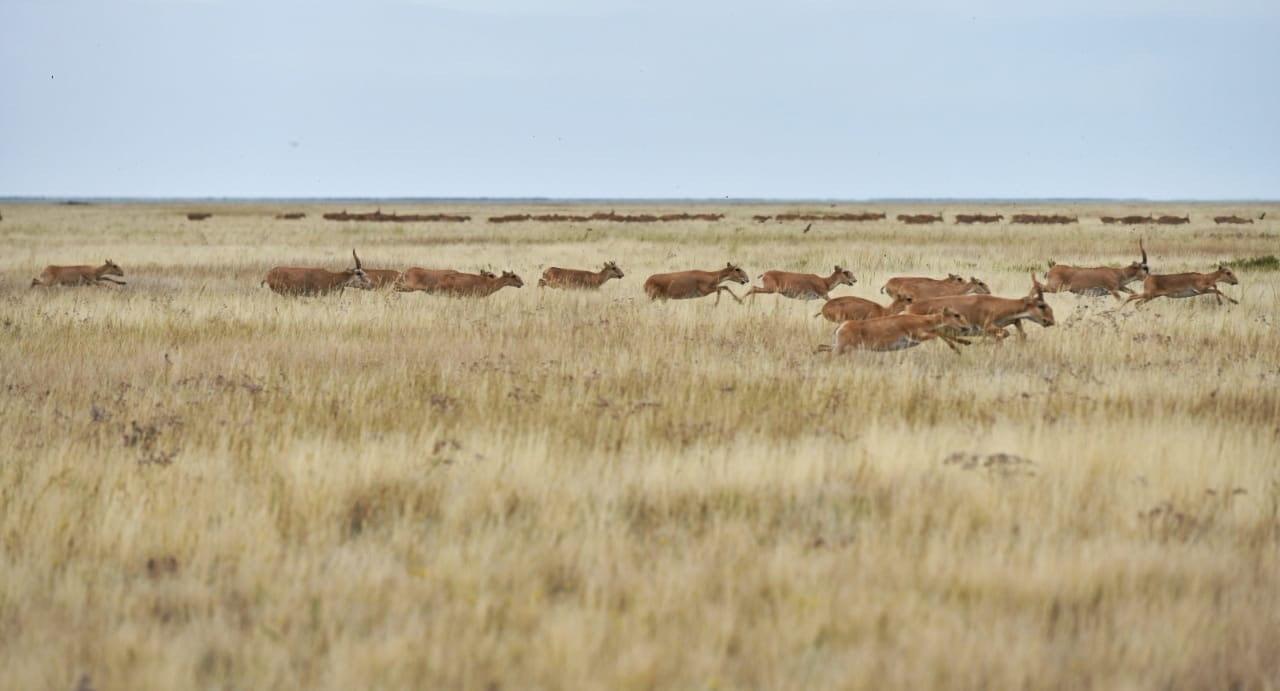 Kazakhstan’s Saiga Population Surpasses 4.6 Million