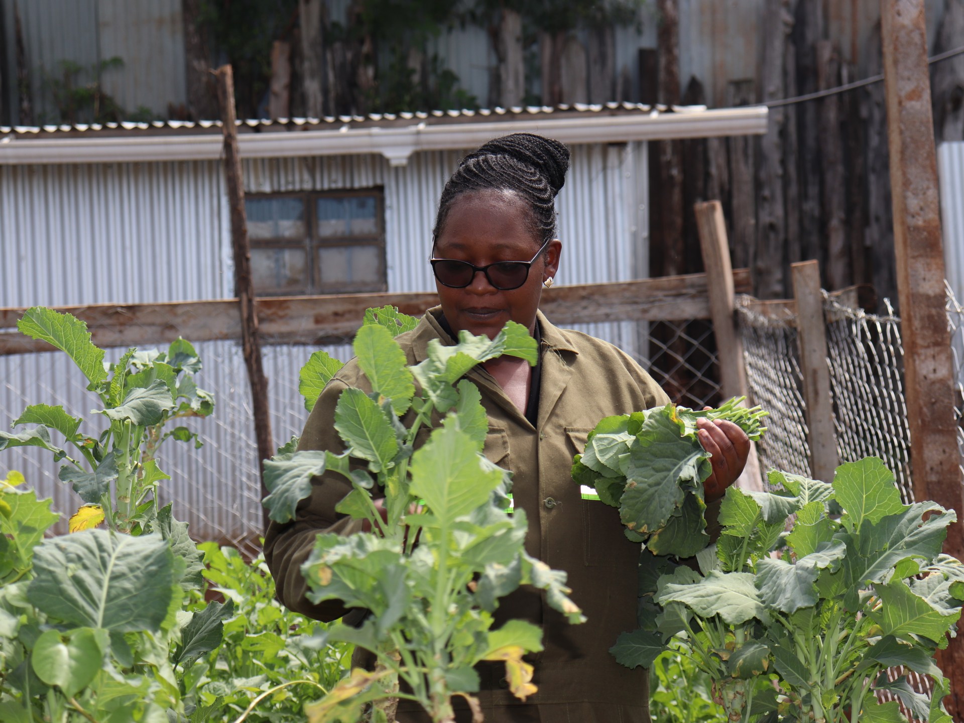 Kenyan graduates turn to AI tools for farming as jobs dry up | Agriculture News