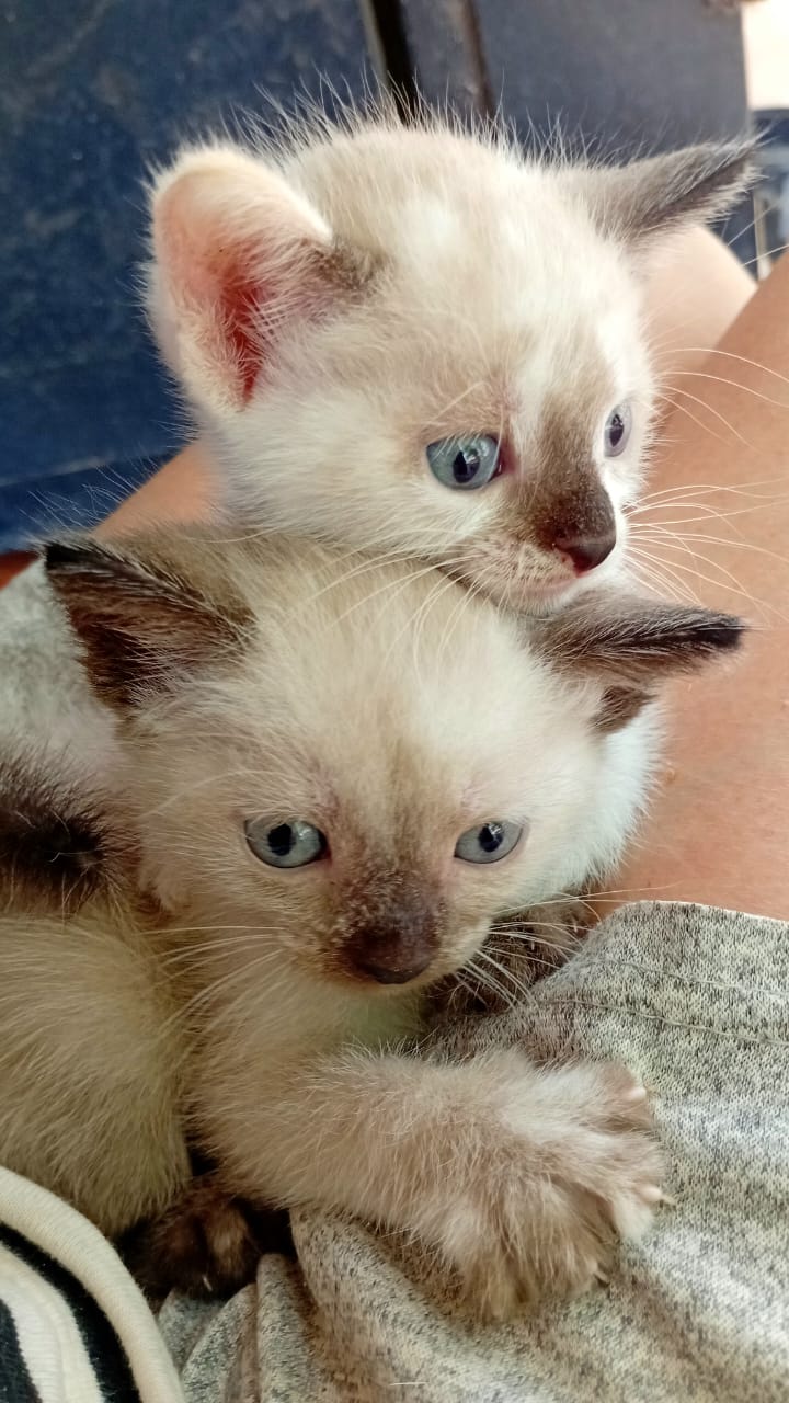 Little Sisters, Lara, Venezuela - Photo of the Day