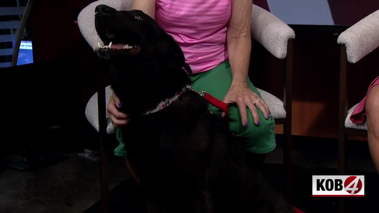 Love 4 Pets: Mowgli, Pepper, Ivary