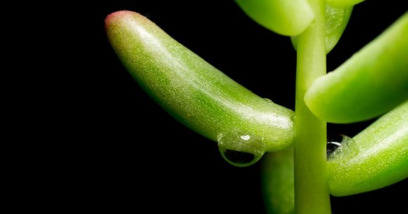 Luxury houseplant fraud leads to arrest of Takamatsu man