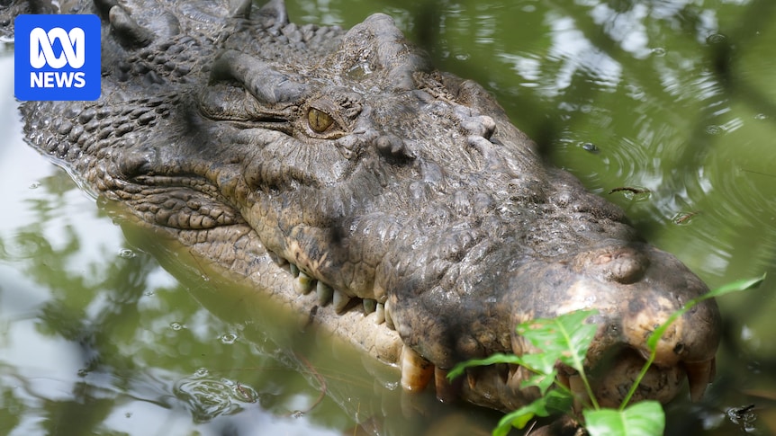 Man arrested after boy critically injured in crocodile enclosure at UK zoo