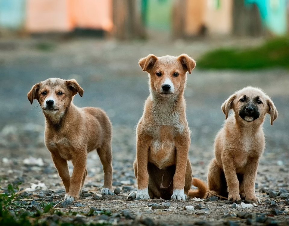 Municipality in Greece offers incentives to citizens adopting strays