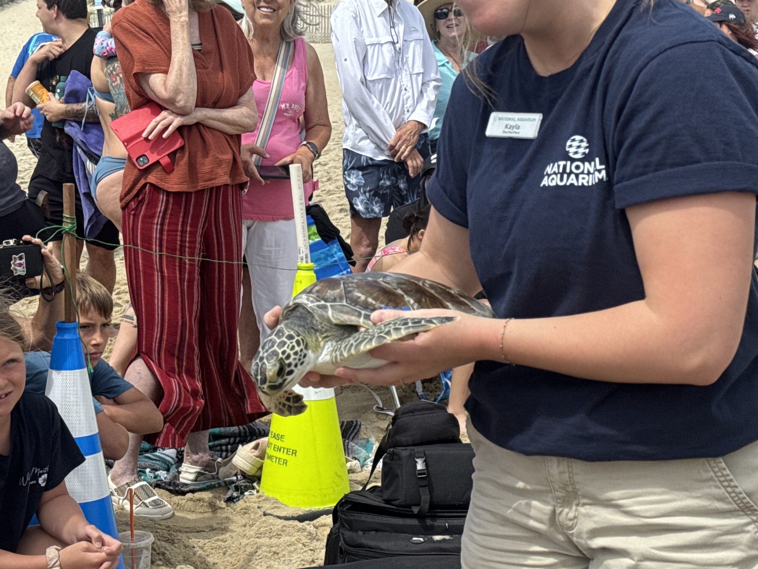 National Aquarium Releases 9 Rehabilitated Sea Turtles in Ocean City
