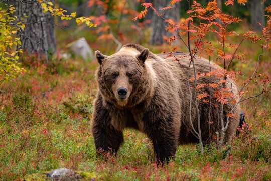 Natural Resources Ministry reveals fines for shooting of endangered animals -