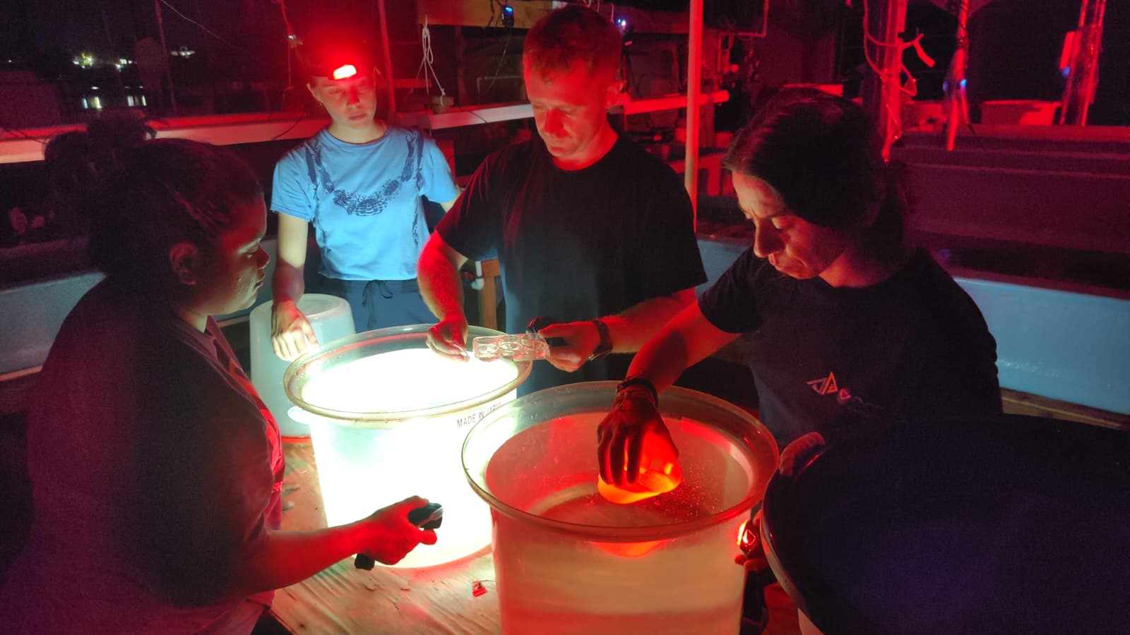Nearly 40,000 Coral Juveniles Produced at PICRC to Support Reef Restoration