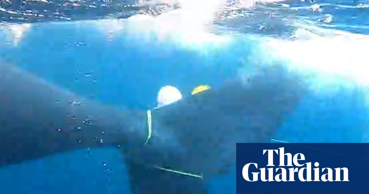 New Zealand whale freed from fishing net in ‘particularly dangerous’ multi-day operation | New Zealand