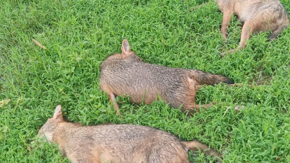 Nine golden jackals found electrocuted near Kochi airport