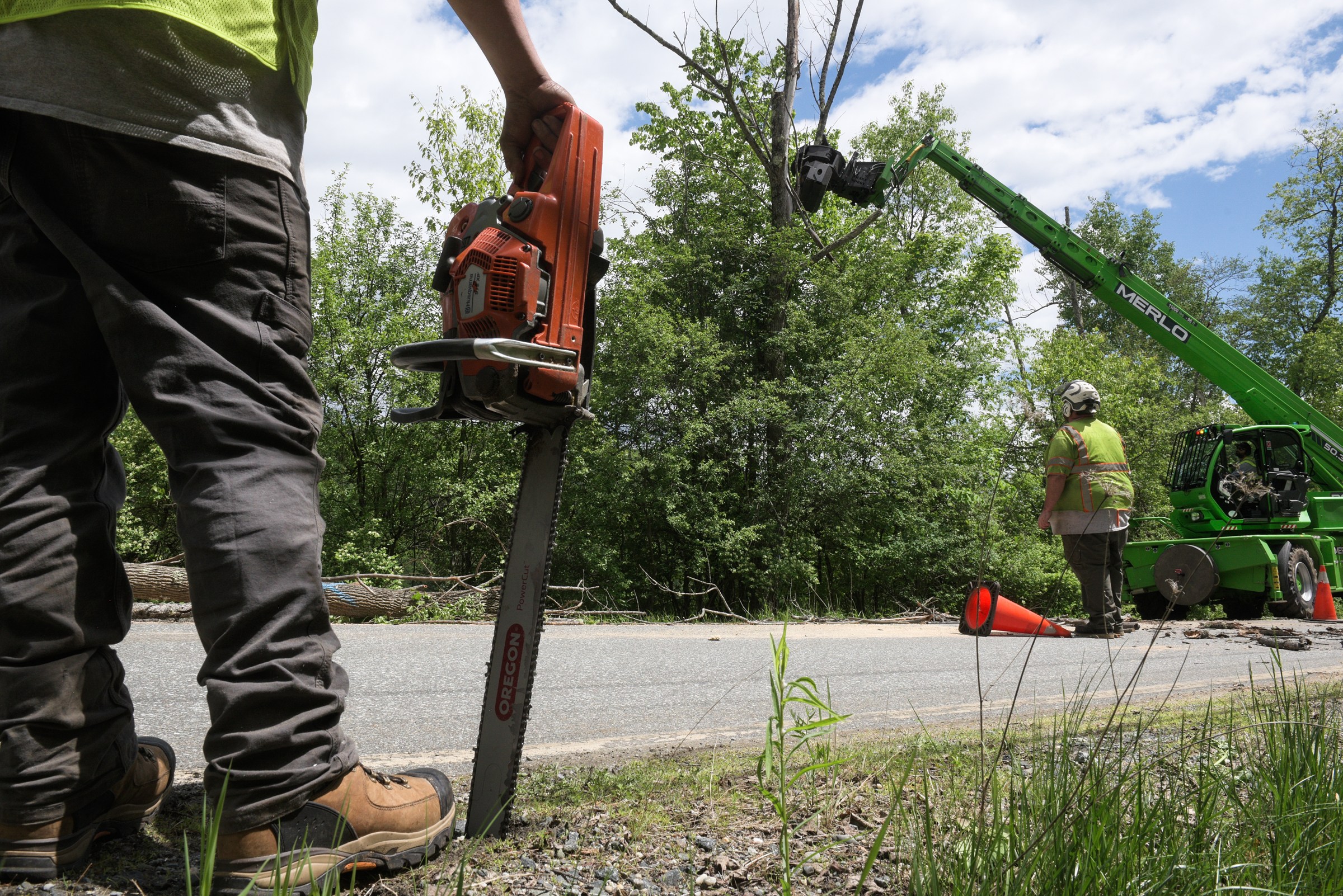Norwich starts cutting 394 trees due to emerald ash borer