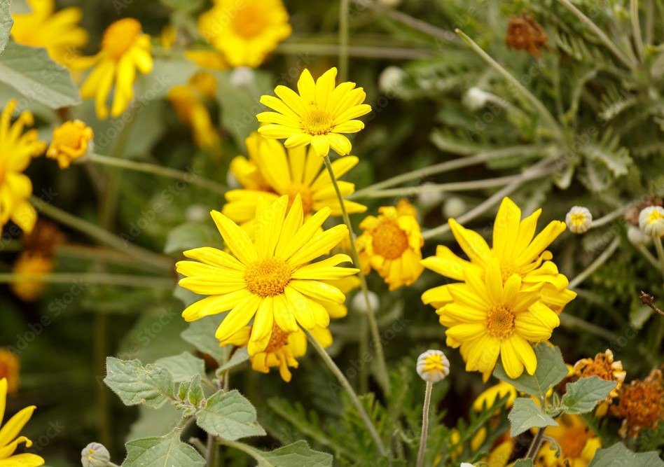 Not All Those Yellow Flowers Are ARFAJ