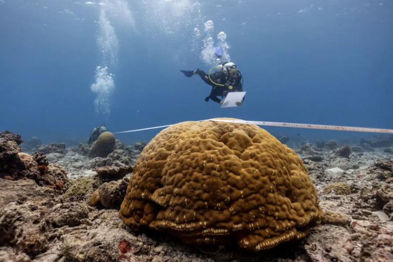Not all coral reefs are doomed as a result of climate change, study suggests