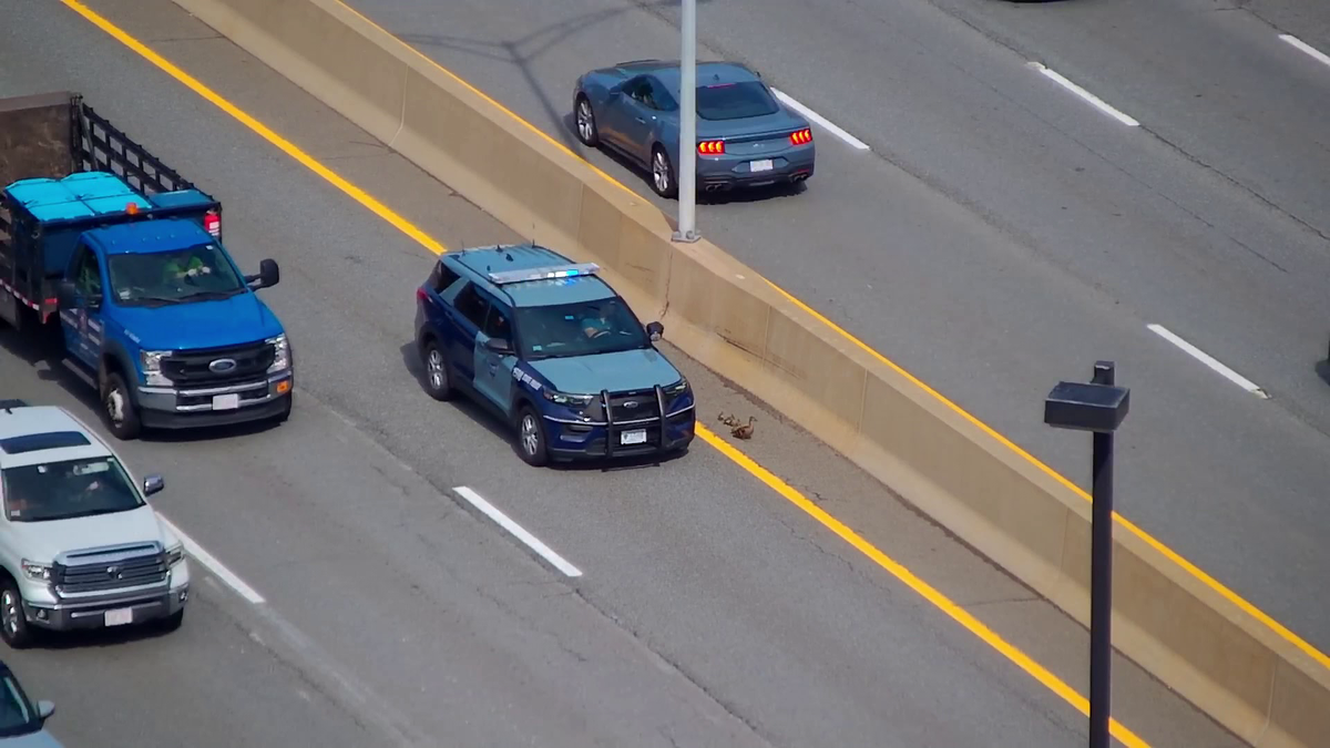 Officers escort ducklings on Massachusetts highway