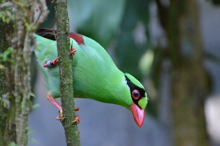 On the brink of extinction, the Javan green magpie gets a conservation lifeline