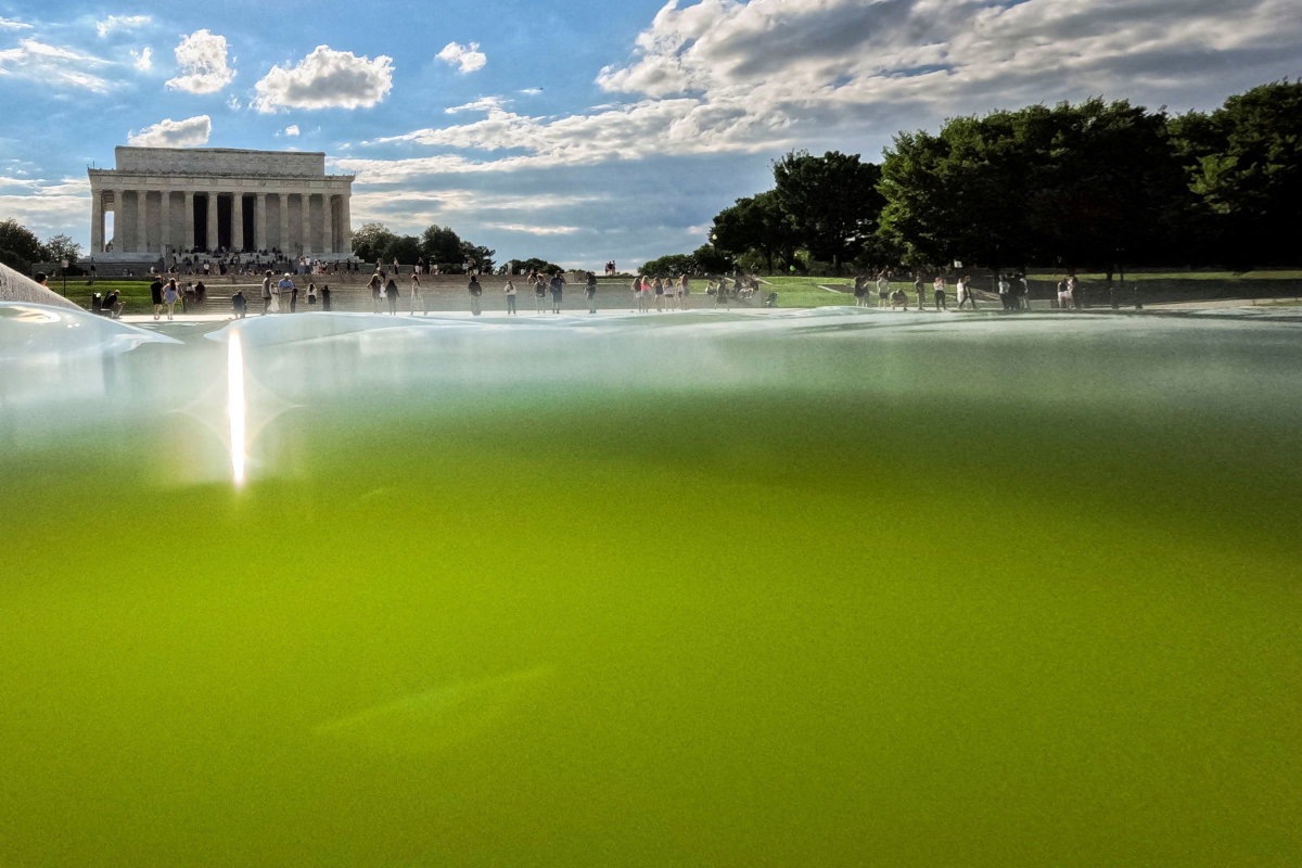 Jessica Koscielniak/Reuters via CNN NewsourceAlgae appears in the Lincoln Memorial Reflecting Pool in Washington
