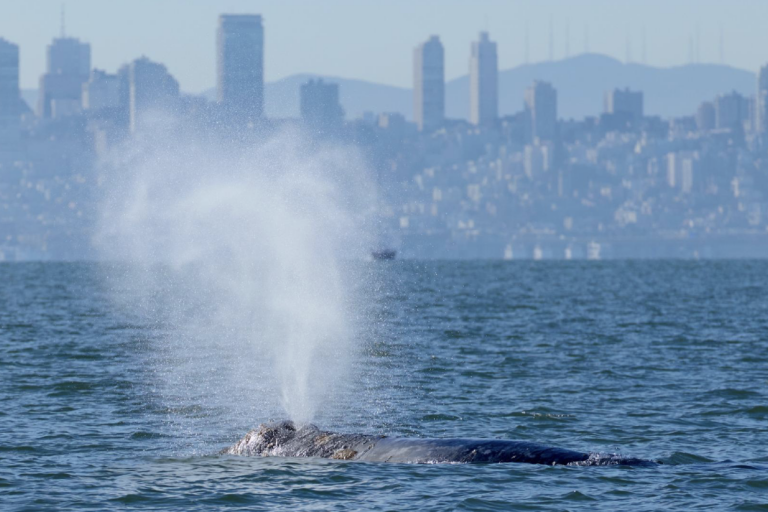 Pilot project in San Francisco Bay aims to help ships avoid gray whales