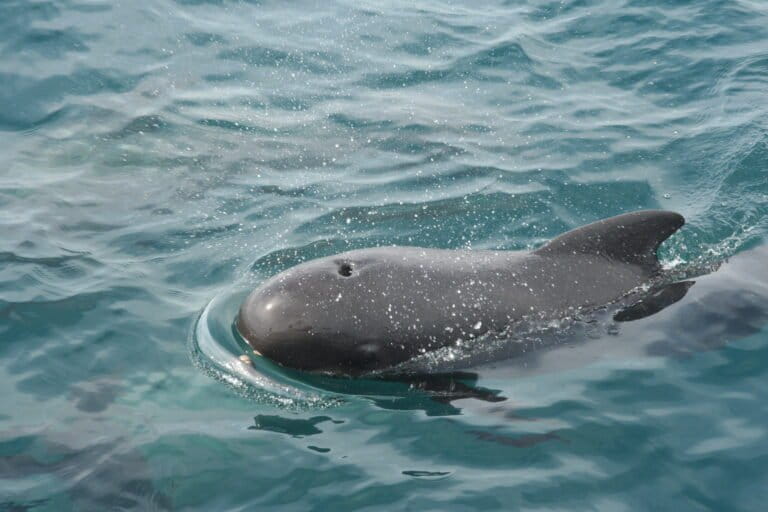 Pilot whales can’t hear each other over ship noise in Strait of Gibraltar, study finds
