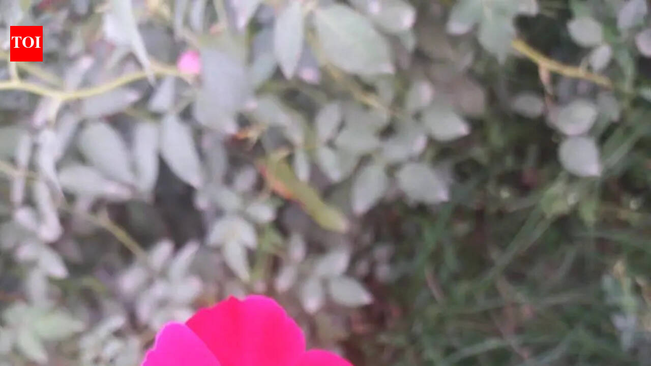 Prayagraj roses fading in extreme hot conditions | Prayagraj News