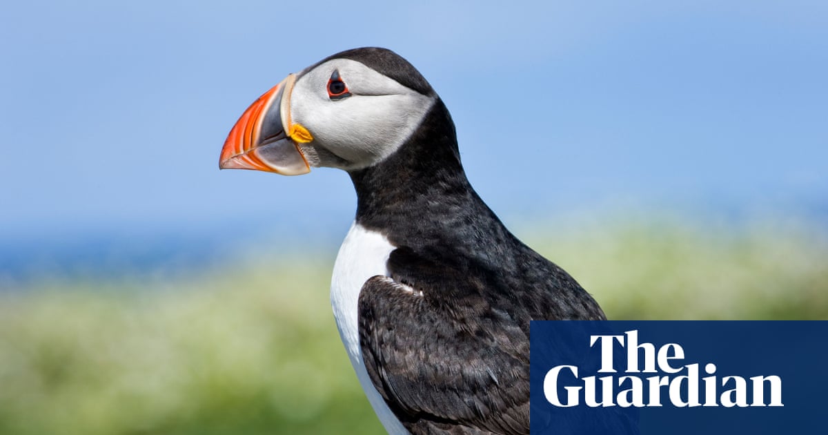 Puffins, dolphins and bumblebees in running to feature on new UK banknotes | Bank of England
