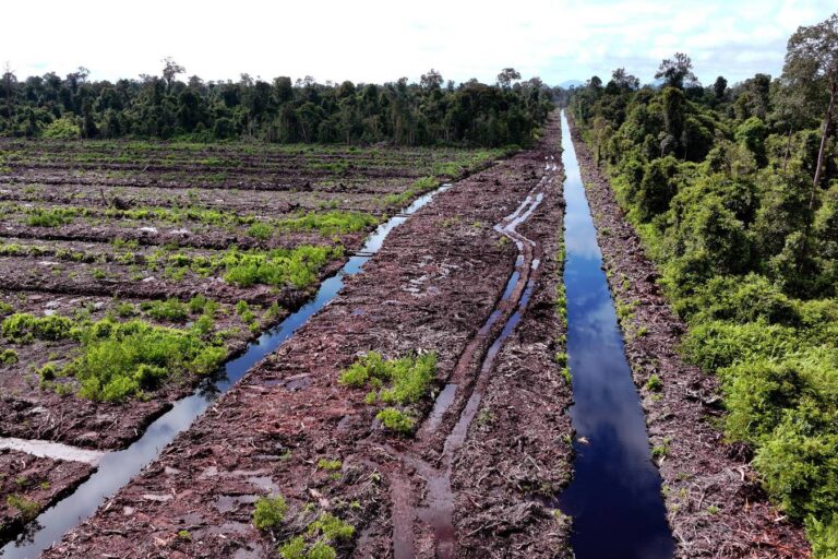 Pulp and paper giant APRIL’s supplier choices put FSC remedy process to the test