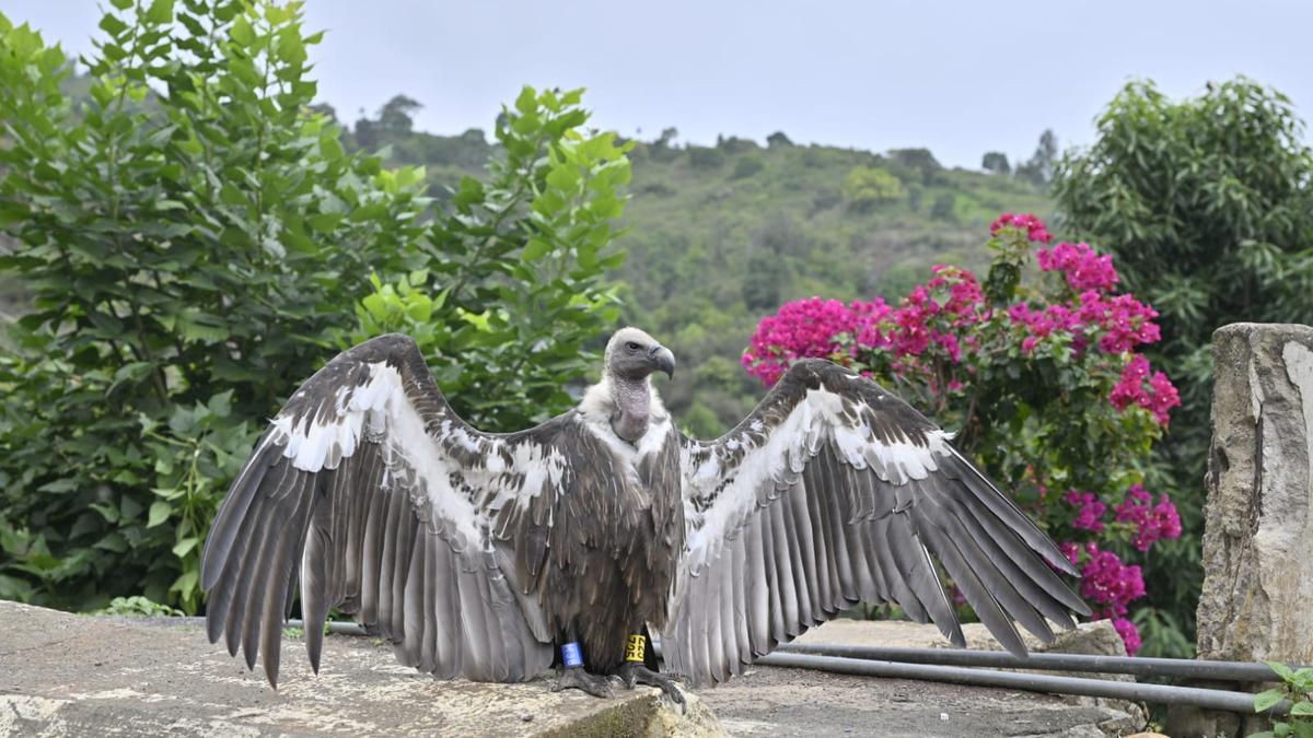 Radio-tagged white-rumped vulture captured near Mudumalai Tiger Reserve
