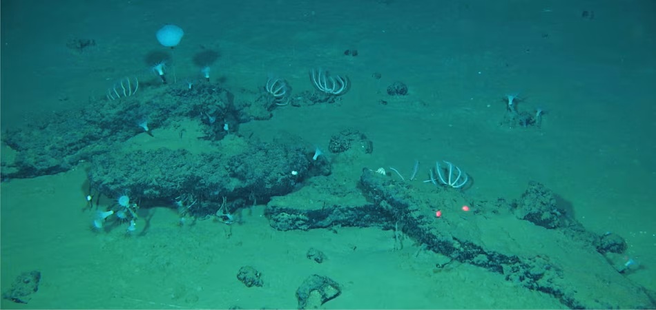 Remains Dating Back 3.5 Million Years: Largest and Deepest Whale Graveyard Found