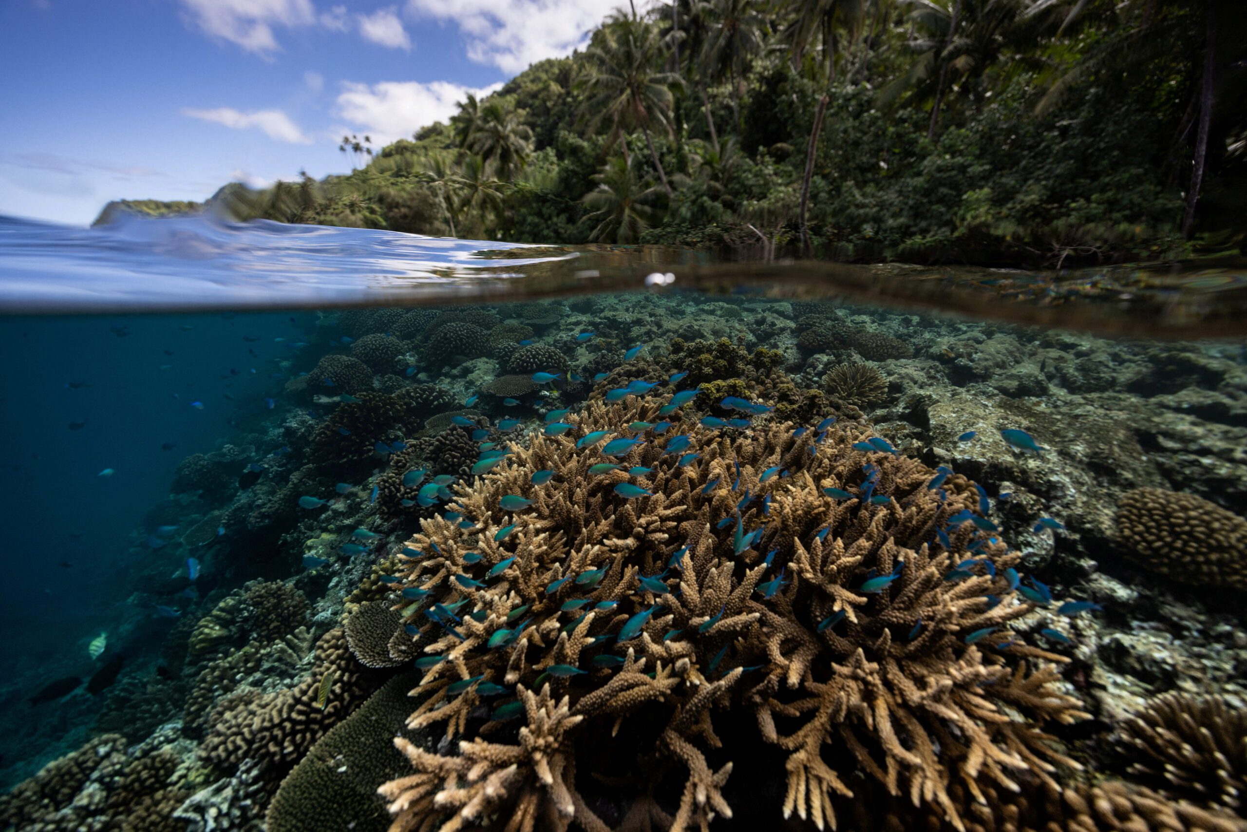 Scientists identify 64,000 square miles of coral reef capable of surviving climate crisis