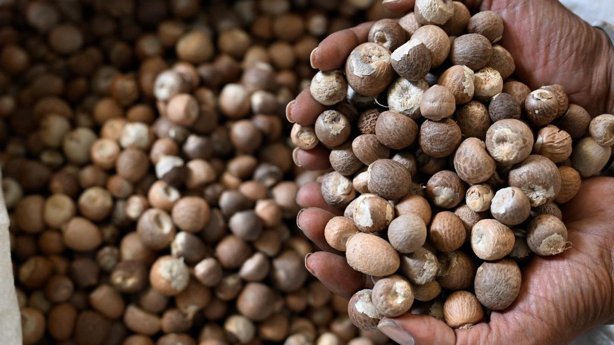 Seizure of trucks in Maharashtra: Arecanut growers, traders in Karnataka worried