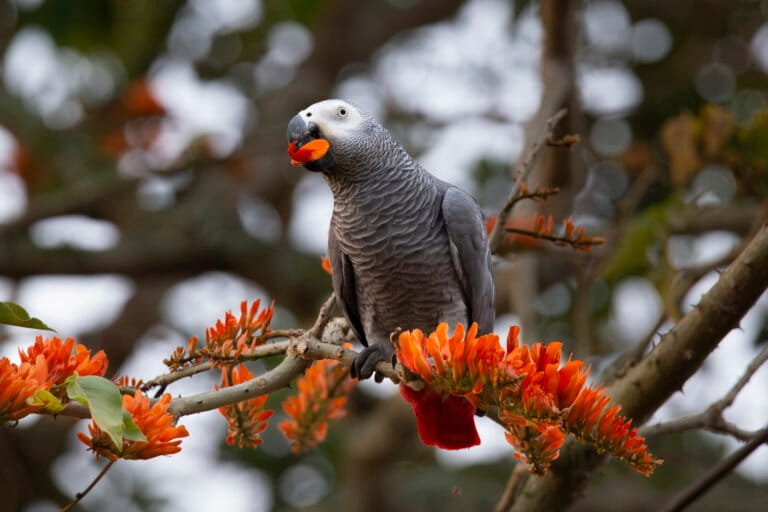 Seizures reveal macabre grey parrot blood trade in Cameroon