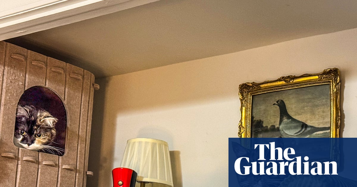 Should your dog have its own bedroom? Does your cat need a bathroom? The rise and rise of the pet nook | Cats
