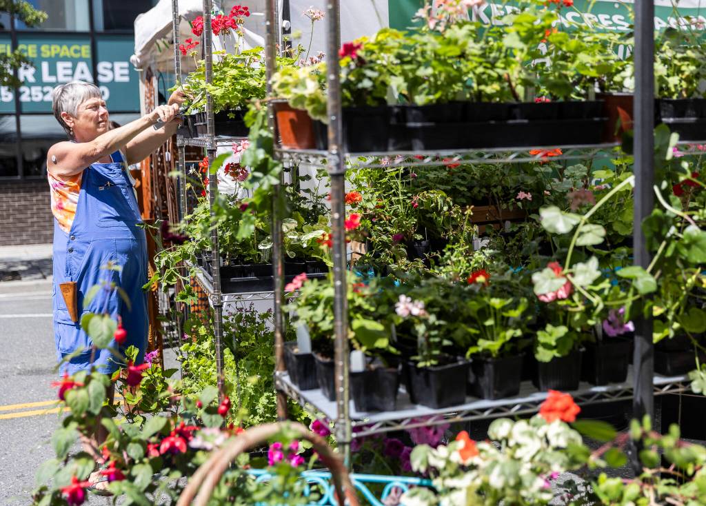 Edie Carroll trims plants at Baker’s Acres Nursery during Sorticulture 2025 in Everett. (Olivia Vanni / The Herald)