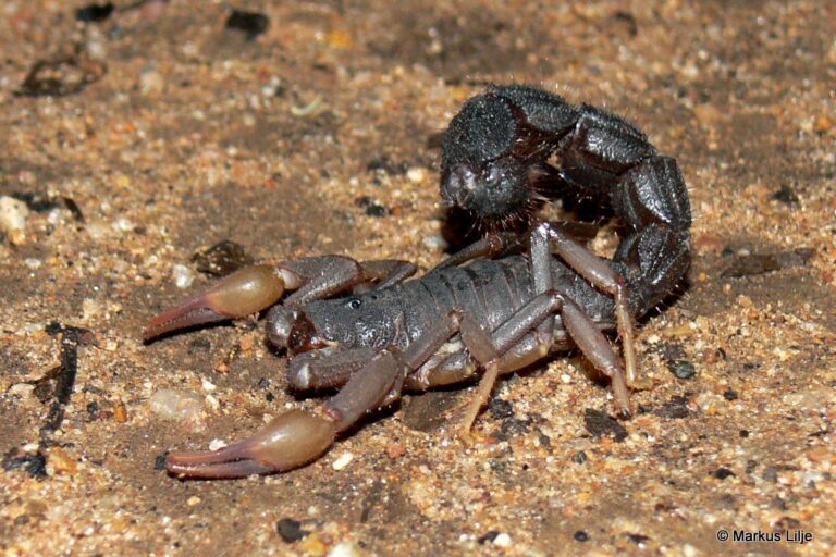 South African authorities thwart smuggling of 150 venomous scorpions, arrest man