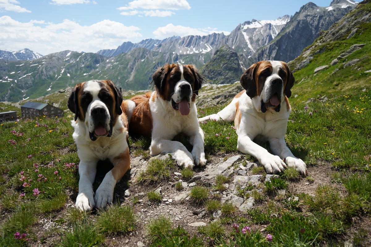 St. Bernard dogs honored in a museum that bridges the breed's history with its future