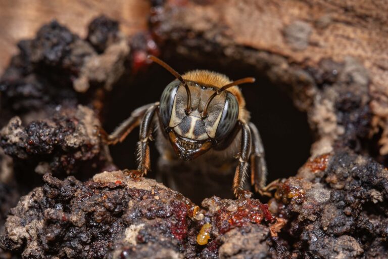 Stingless bees in Peru become the first insects with legal rights. Will it happen globally?