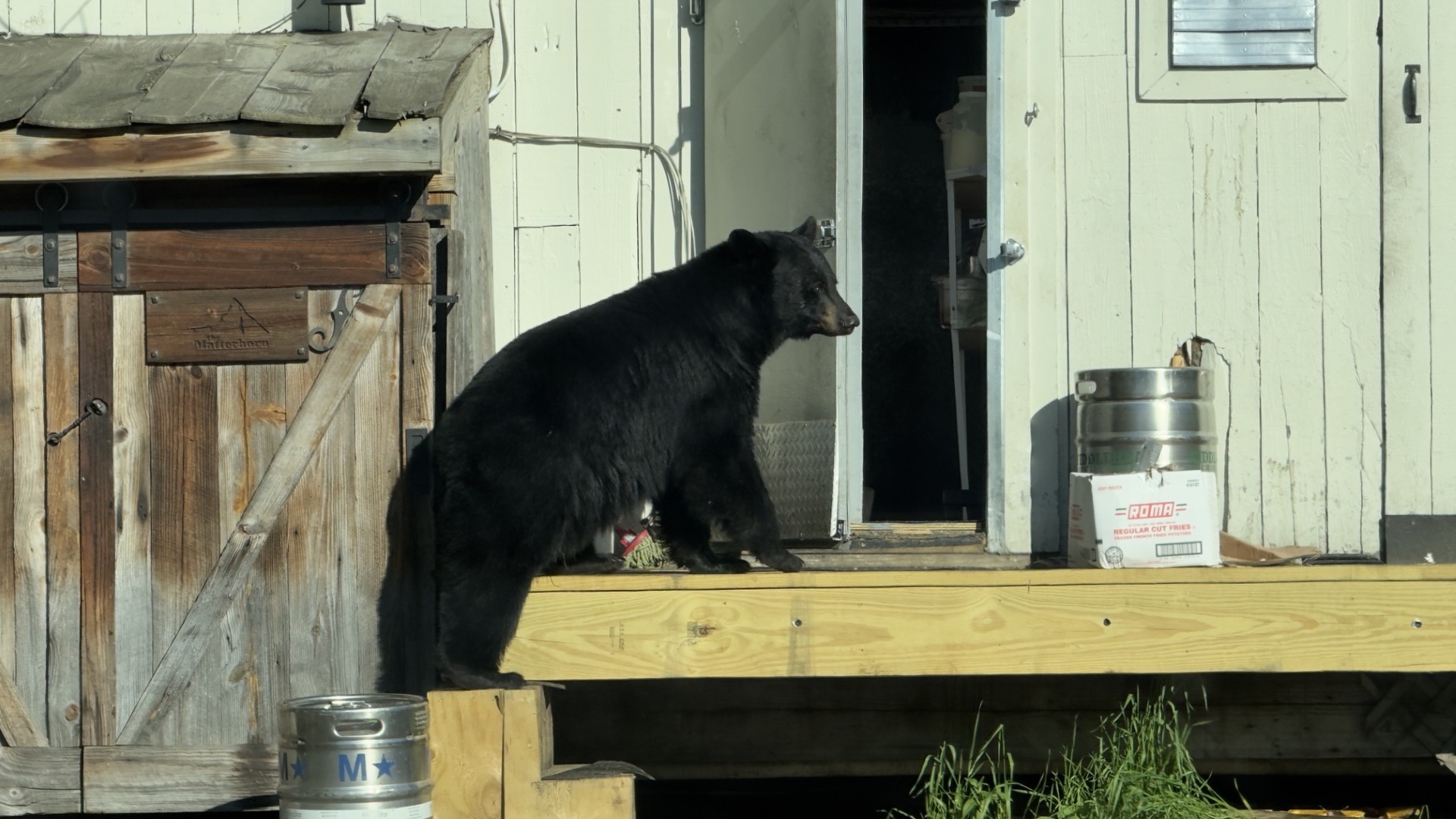 Stowe Police Officer Shoots Bear After Restaurant Cooler Break-In