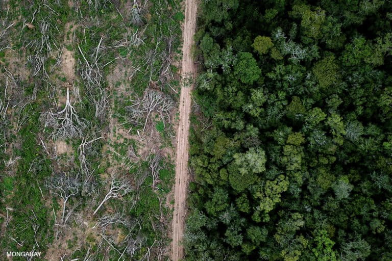 Suriname will not be saved by soybeans (commentary)