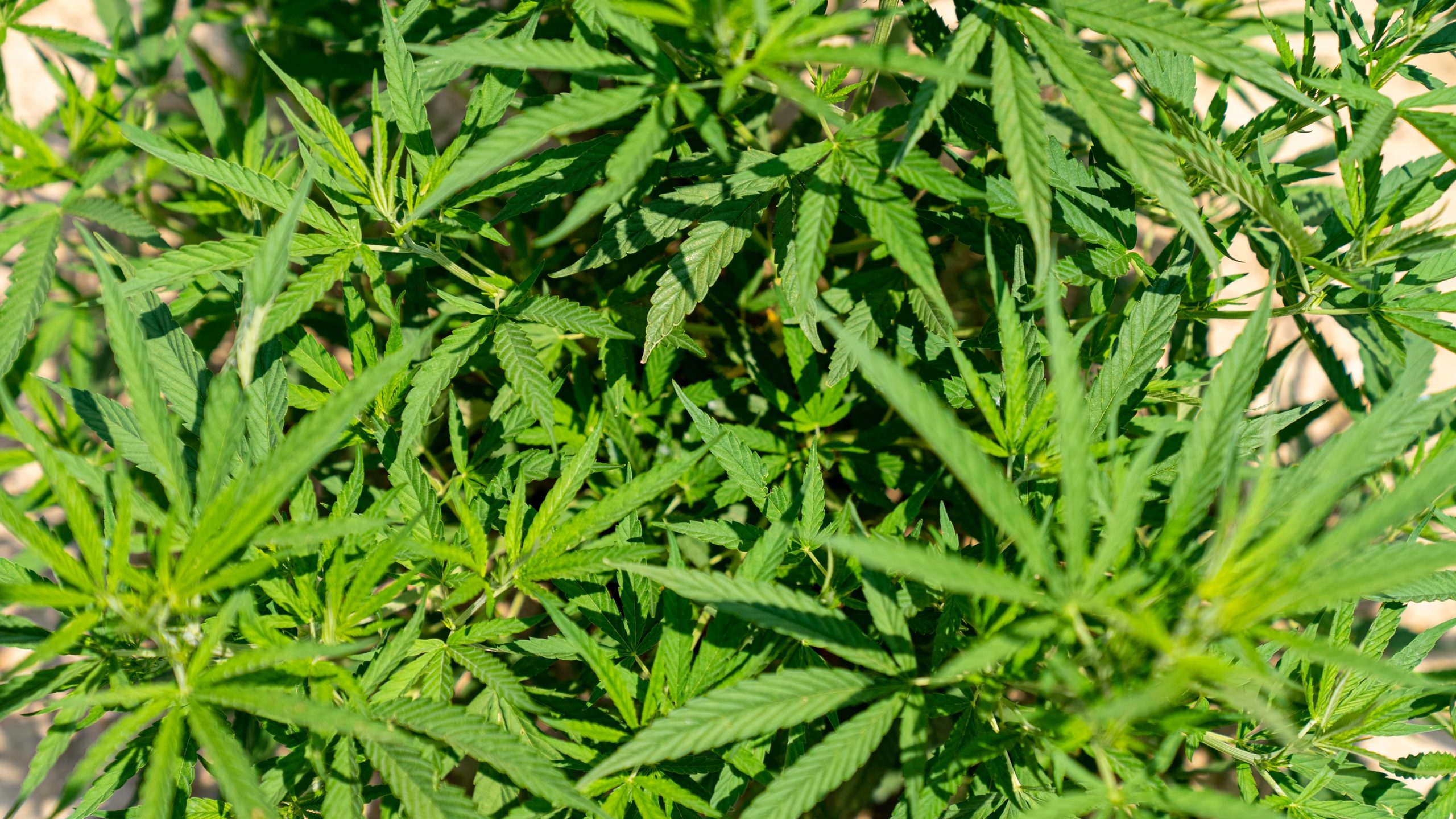THC hemp products remain legal for all in SC after efforts to limit sales fails