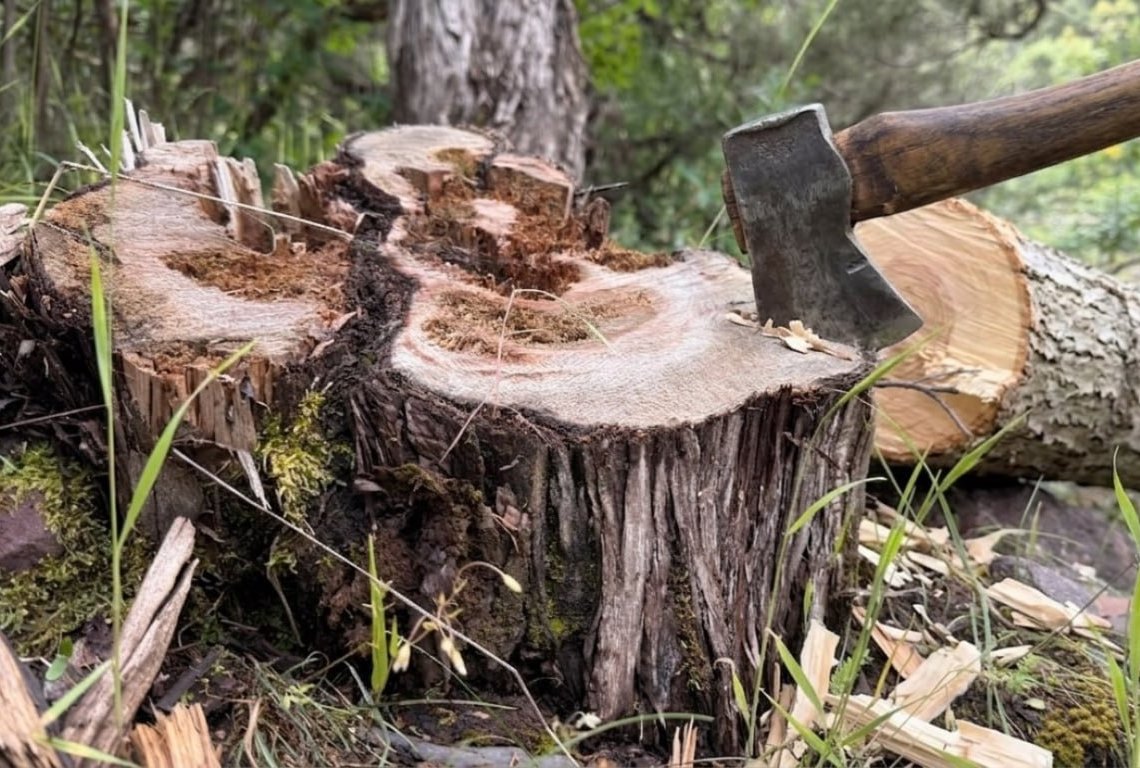 Tajikistan raises fines for illegal tree cutting and forest damage