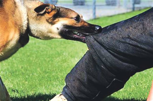 Ten thousand vials of anti-rabies vaccines in stock: Health Ministry